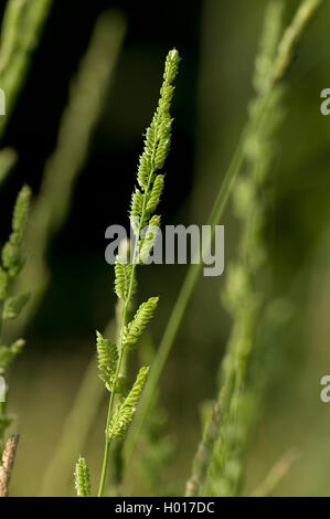 European slough-grass (Beckmannia eruciformis), inflorescence Stock Photo