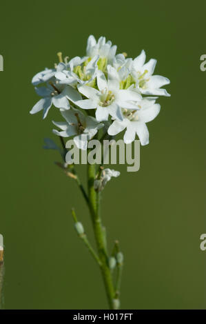 Hoary alyssum, Hoary false alyssum, Hoary false madwort (Berteroa incana), inflorescence, Germany Stock Photo