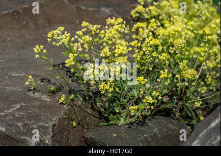 Buckler mustard (Biscutella laevigata, Biscutella valentina var. laevigata), blooming, Germany Stock Photo