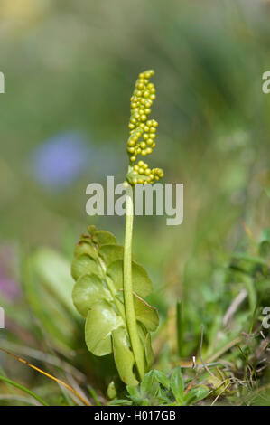 Moonwort grape-fern (Botrychium lunaria), with sporangies, Switzerland Stock Photo