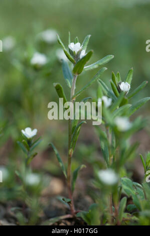 corn gromwell (Lithospermum arvense, Buglossoides arvensis), blooming, Germany Stock Photo