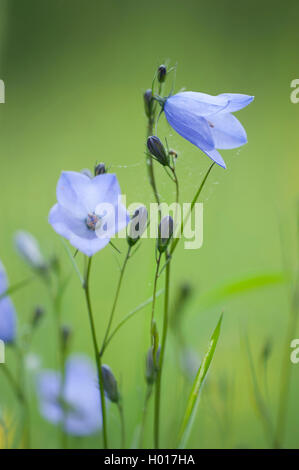 lady's-thimble, scotch bluebell, harebell (Campanula rotundifolia), blooming, Germany Stock Photo