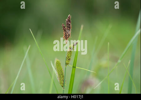 lesser pond-sedge (Carex acutiformis), inflorescence, Germany Stock Photo