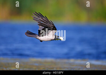 Hooded crow (Corvus corone cornix, Corvus cornix), flying with raped egg in the bill, side view, Romania, Danube Delta Stock Photo