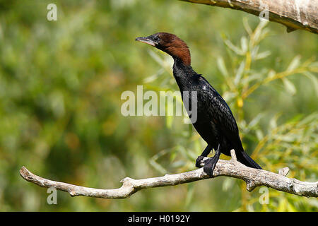 pygmy cormorant (Phalacrocorax pygmeus), sitting on a branch, Romania, Danube Delta Stock Photo