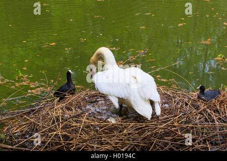 mute swan (Cygnus olor), is attacked by a coot on the nest, Switzerland, Lake Constance Stock Photo