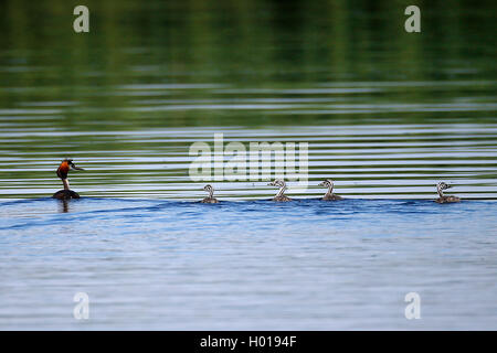 great crested grebe (Podiceps cristatus), adult with four chicks, Romania, Danube Delta Stock Photo