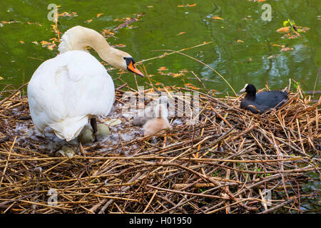 mute swan (Cygnus olor), with two young birds and a coot breeding side by side, Switzerland, Lake Constance Stock Photo