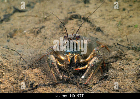 long-clawed crayfish (Astacus leptodactylus), at the bottom, Romania, Danube Delta Stock Photo