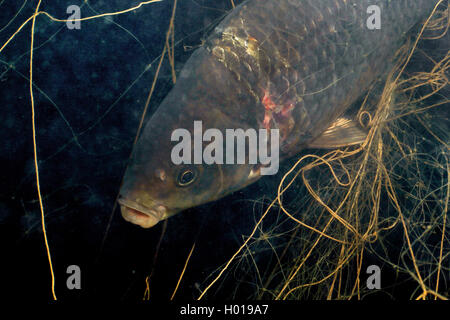 carp, common carp, European carp (Cyprinus carpio), carp in a net, Romania, Danube Delta Stock Photo