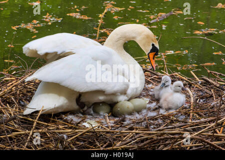 mute swan (Cygnus olor), breeding mute swan with two chicks and eggs in the nest, Switzerland, Lake Constance Stock Photo