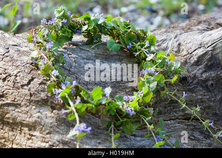 gill-over-the-ground, ground ivy (Glechoma hederacea), garland made from ground ivy, Germany Stock Photo