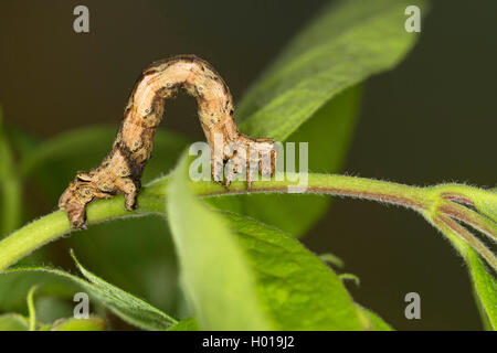 scalloped oak (Crocallis elinguaria), catwerpillar on fly honeysuckle, Germany Stock Photo