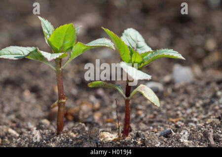 Himalayan balsam, Indian balsam, red jewelweed, ornamental jewelweed, policeman's helmet (Impatiens glandulifera), seedlings, Germany