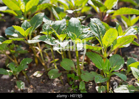 Himalayan balsam, Indian balsam, red jewelweed, ornamental jewelweed, policeman's helmet (Impatiens glandulifera), seedlings, Germany