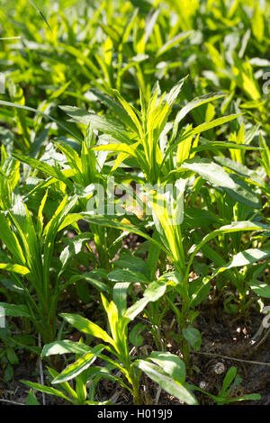 Canadian goldenrod, meadow goldenrod (Solidago canadensis), fresh leaves, Germany Stock Photo