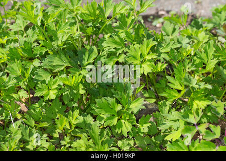 creeping buttercup (Ranunculus repens), leaves, Germany Stock Photo