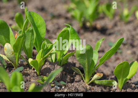 garden-pot marigold (Calendula officinalis), seedlings Stock Photo