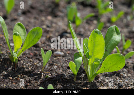 garden-pot marigold (Calendula officinalis), seedlings Stock Photo