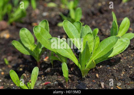 garden-pot marigold (Calendula officinalis), seedlings Stock Photo