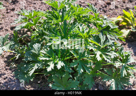 meadow cranesbill (Geranium pratense), young leaves, Germany Stock Photo