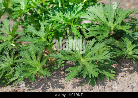 meadow cranesbill (Geranium pratense), young leaves, Germany Stock Photo