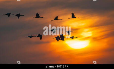 Common crane, Eurasian Crane (Grus grus), flying troop in front of a sunset, side view, Germany, Lower Saxony, Oldenburger Muensterland Stock Photo