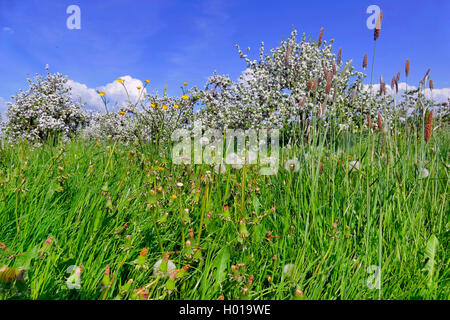 Apfelbaum, Kultur-Apfel, Kulturapfel (Malus domestica), bluehende Apfelbaeume im Alten Land bei Jork aus der Froschperspektive,  Stock Photo