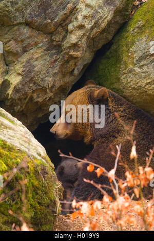 European brown bear (Ursus arctos arctos), cub suckles, Germany, Bavaria, Bavarian Forest National Park