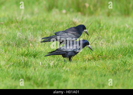 rook (Corvus frugilegus), two rooks in a meadow, Germany, Lower Saxony Stock Photo