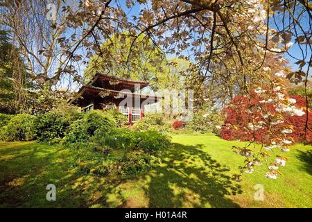 azalea (Azalea spec.), Japanese Garden Leverkusen with tea house in spring, blooming cherry tree in the foreground, Germany, North Rhine-Westphalia, Bergisches Land, Leverkusen Stock Photo