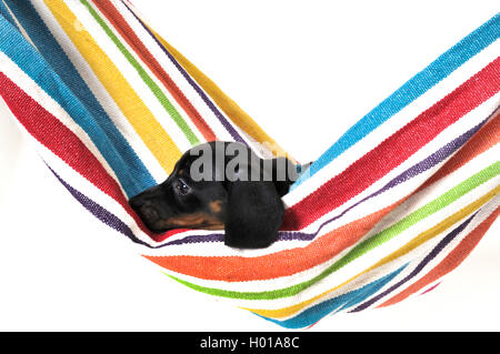 Short-haired Dachshund, Short-haired sausage dog, domestic dog (Canis lupus f. familiaris), puppy lying in a hammock, side view