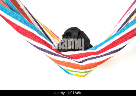 Short-haired Dachshund, Short-haired sausage dog, domestic dog (Canis lupus f. familiaris), puppy lying in a hammock, side view