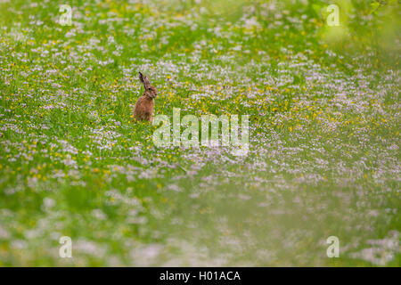 European hare, Brown hare (Lepus europaeus), sitting in a spring meadow, Germany, Baden-Wuerttemberg Stock Photo