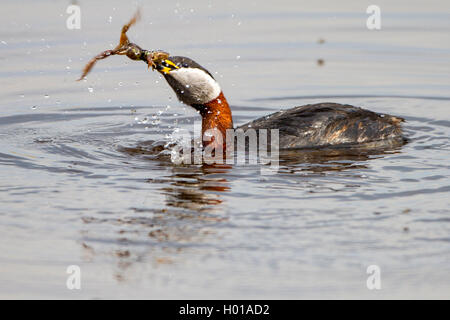 red-necked grebe (Podiceps grisegena), with caught frog in the beak, Germany, Schleswig-Holstein, Fehmarn Stock Photo