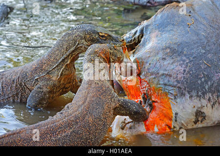 Komodo-Waran, Komodo Waran, Komodowaran (Varanus komodoensis), zwei Komodowarane fressen am Kadaver eines im Flachwasser verende Stock Photo