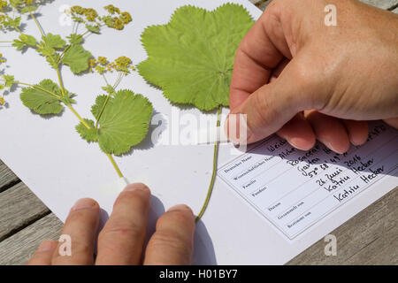 lady's mantle (Alchemilla mollis), pressed plants are sticked on a herbarium sheet, Germany Stock Photo