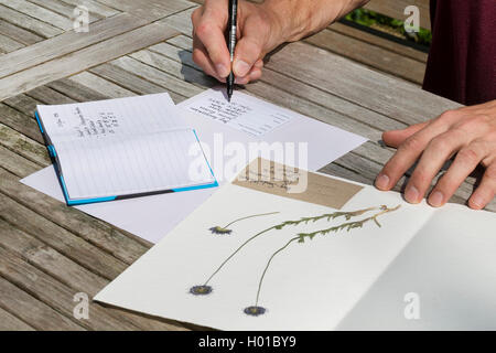 sheep's-bit, sheep's scabious (Jasione montana), pressed plants are sticked on a herbarium sheet, Germany Stock Photo