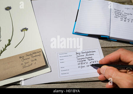 sheep's-bit, sheep's scabious (Jasione montana), pressed plants are sticked on a herbarium sheet, Germany Stock Photo