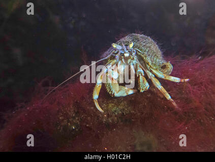 large hermit crab, common hermit crab, soldier crab, soldier hermit crab, Bernhard's hermit crab (Pagurus bernhardus, Eupagurus bernhardus), in the North Sea, Germany Stock Photo