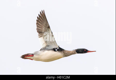 red-breasted merganser (Mergus serrator), male in flight, Germany, Schleswig-Holstein Stock Photo