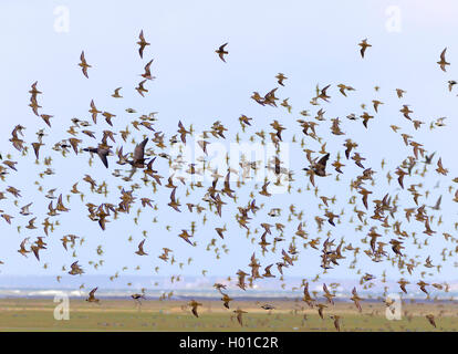 Golden Plover flock in flight, Hayle Estuary RSPB Reserve, Cornwall ...
