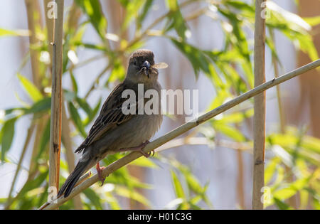 house sparrow (Passer domesticus), female with feed in the bill on a blade of reed, Germany Stock Photo