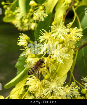 basswood, linden, lime tree (Tilia spec.), Honeybee on Lime-tree blossoms, Germany, Brandenburg Stock Photo