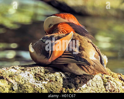 mandarin duck (Aix galericulata), sleeping drake, Germany, Brandenburg Stock Photo