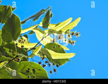 basswood, linden, lime tree (Tilia spec.), flowering, Germany, Hamburg, Hamburg Stock Photo