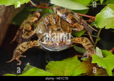 Grasfrosch, Gras-Frosch (Rana temporaria), an der Wasseroberflaeche, Deutschland | common frog, grass frog (Rana temporaria), at Stock Photo