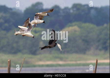 Hooded crow (Corvus corone cornix, Corvus cornix), hooded crow with caught fish is chased by black headed gulls, Germany, Mecklenburg-Western Pomerania, Malchiner See Stock Photo