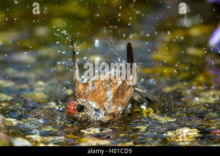 linnet (Carduelis cannabina, Acanthis cannabina), male bathes in a brook, Germany, Mecklenburg-Western Pomerania Stock Photo