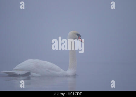 mute swan (Cygnus olor), in mist, Germany, Mecklenburg-Western Pomerania Stock Photo